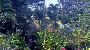 A garden with a variety of plants and trees, a stone pathway, and a clear sky. - 3-Bedroom house, air-conditioned, private kitchen, private bathroom, living  room and a private garden. (Cayo)