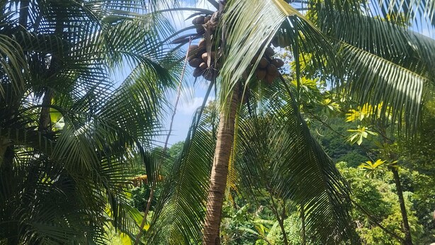 Un exuberante jardín con una palmera, una planta en maceta y abundante follaje.
