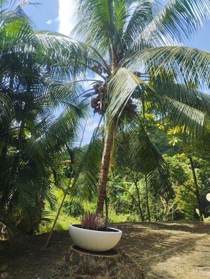 A lush garden with a palm tree, a potted plant, and dense greenery.