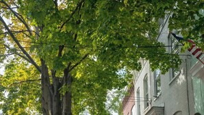 Een straat met klinkers, omzoomd door bomen en met geparkeerde auto's.