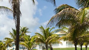 A pathway lined with palm trees leading to a building with a white exterior and blue trim.