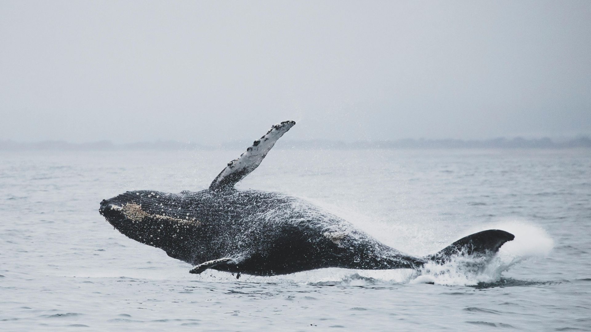 A whale breaching the water's surface.