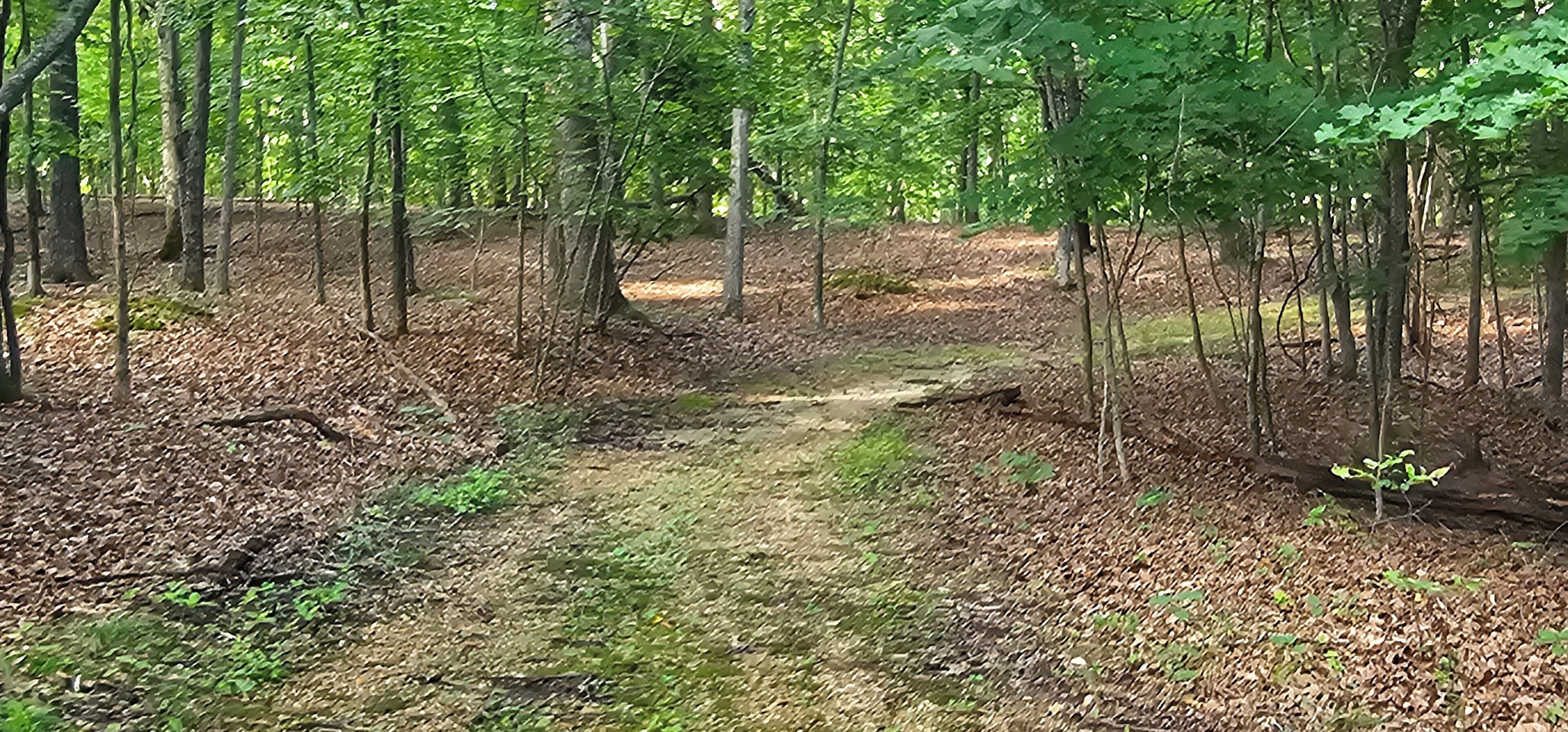 A forested area with a dirt path.