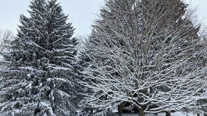 A snowy landscape with evergreen trees and a clear sky. - Timber Haven - Serene getaway-Fireplace, air conditioning, fire pit, grill, WiFi (Cohocton)