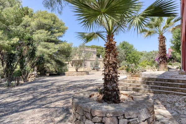 A courtyard with a palm tree, stone steps, and a building in the background.