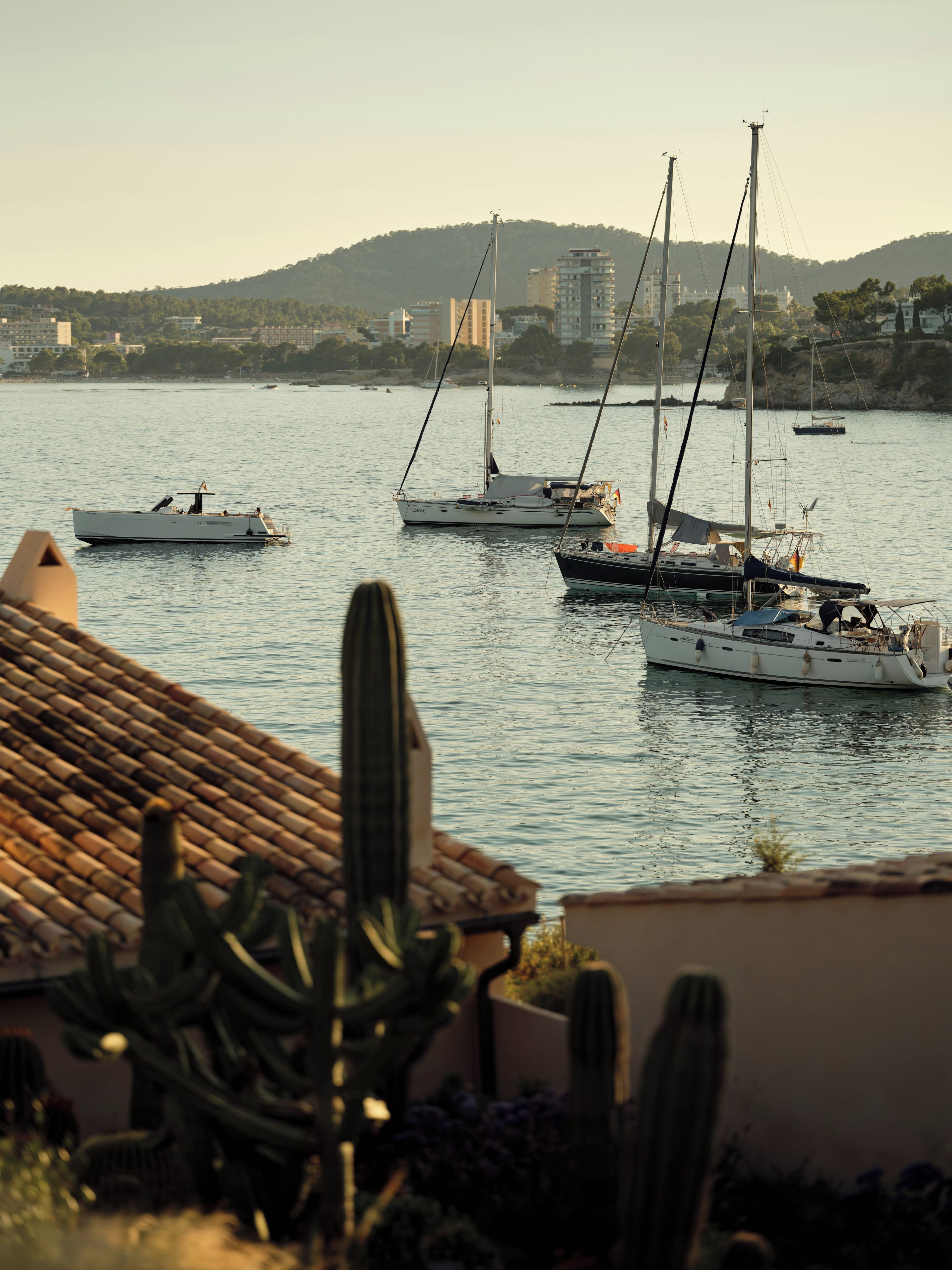 A marina with multiple sailboats docked, a cactus in the foreground, and a hilly landscape in the background.