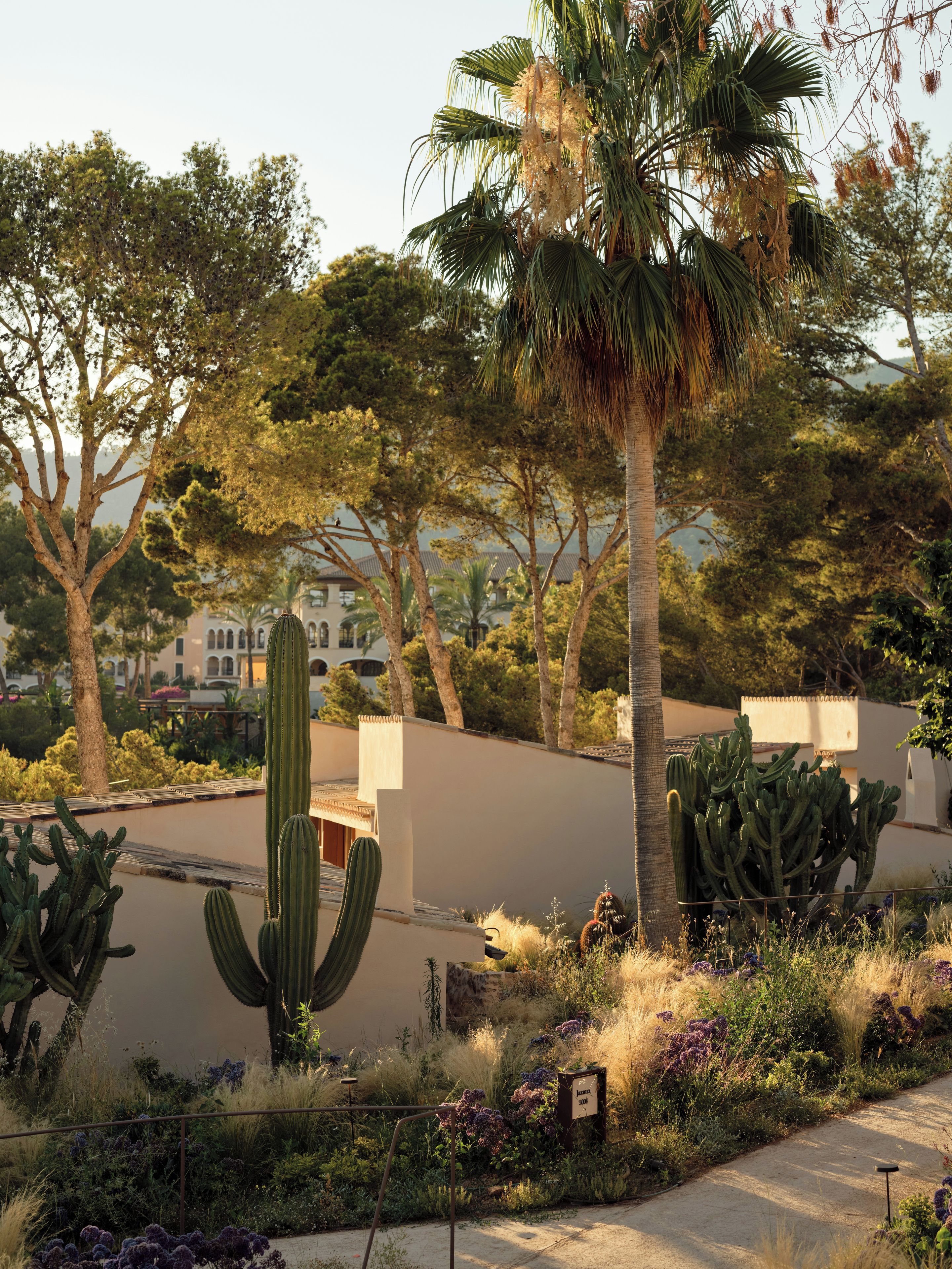 A desert garden with cacti, palm trees, and a variety of shrubs.