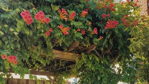 A wooden pergola with climbing plants and flowers, a wooden table, and a brick wall in the background.