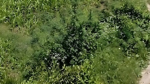 A rural landscape with green fields, a dirt path, and several buildings with red roofs. - Green Land Guest House (Taobat)