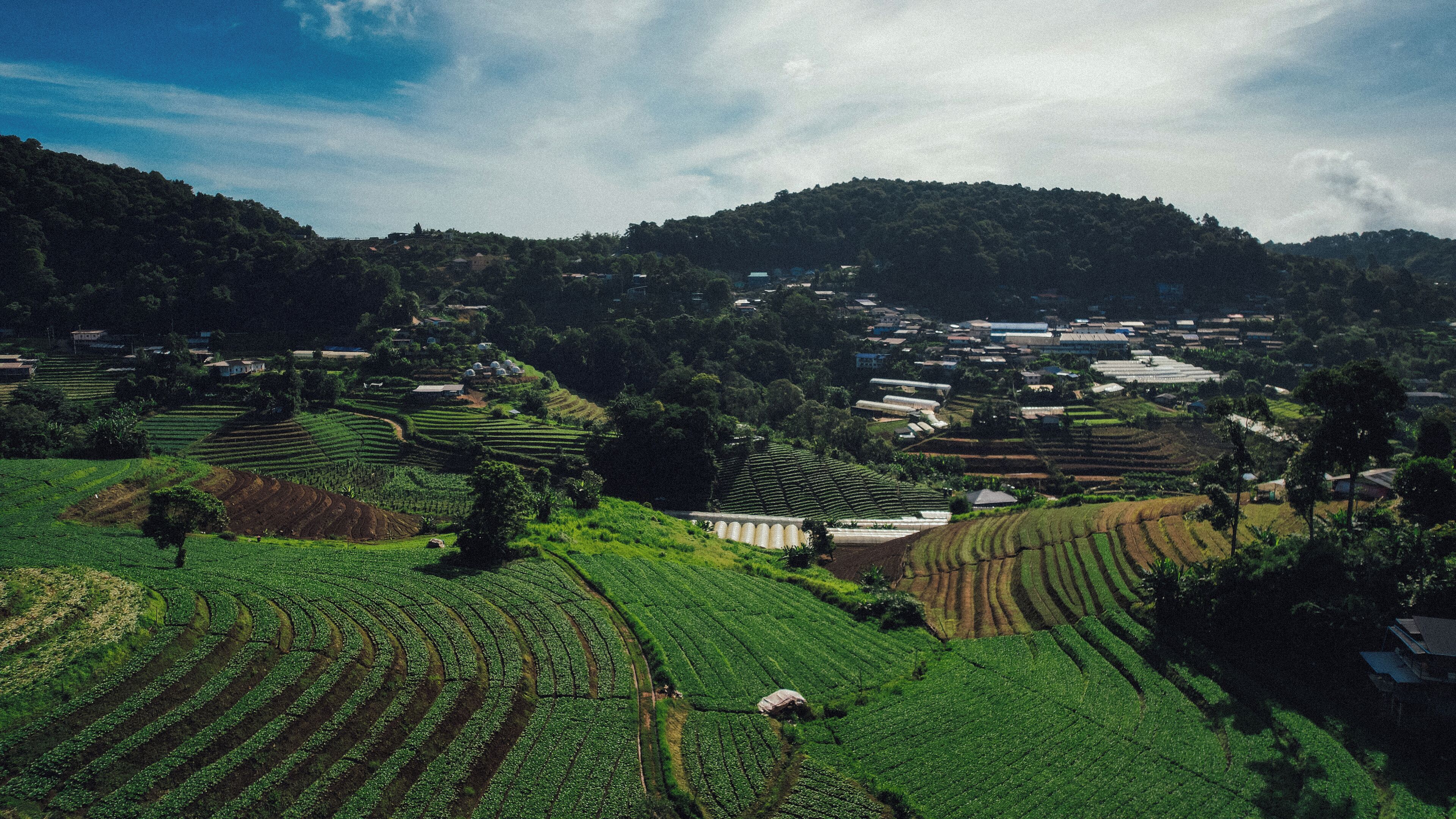 Campos de chá em socalcos com edifícios ao fundo.