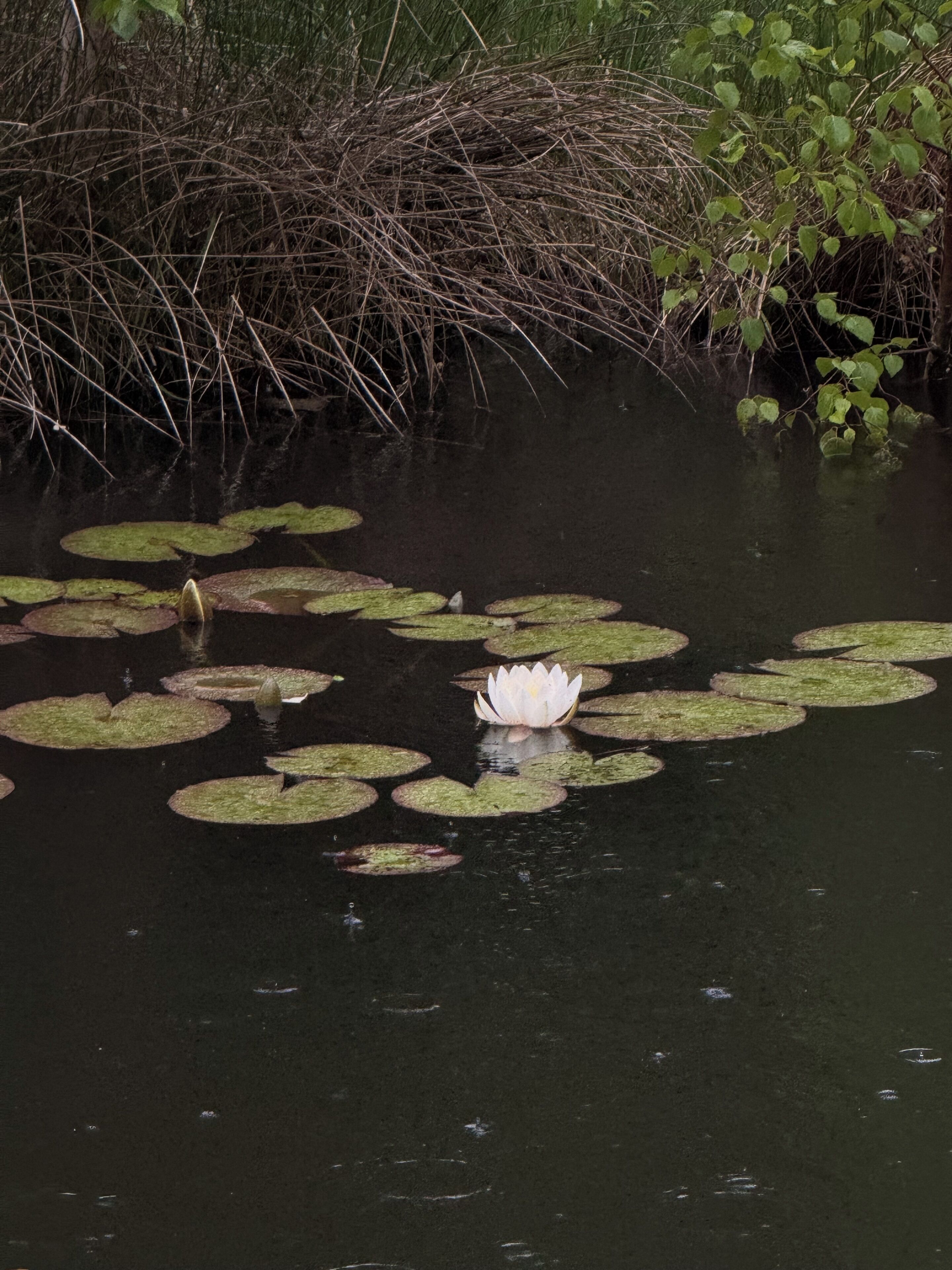 A pond with lily pads and a single white water lily.