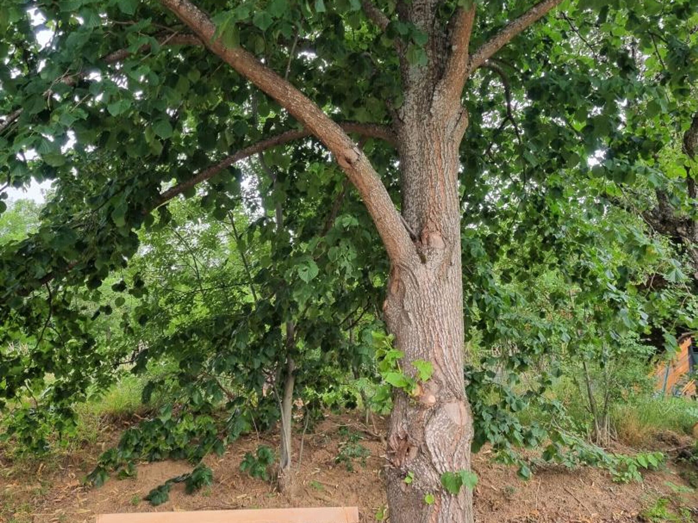 Un arbre au tronc à l’écorce rugueuse et au feuillage vert et touffu.