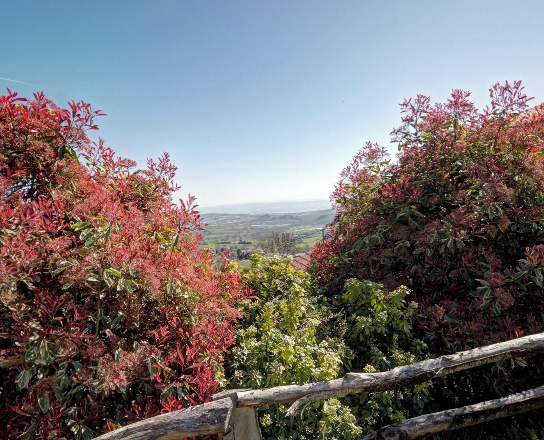 Vista a través de un follaje tupido con una valla de madera en primer plano, que conduce a un paisaje distante.