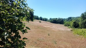 A grassy field with trees in the background.