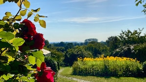 Um jardim com um caminho, uma rosa vermelha e um céu claro.