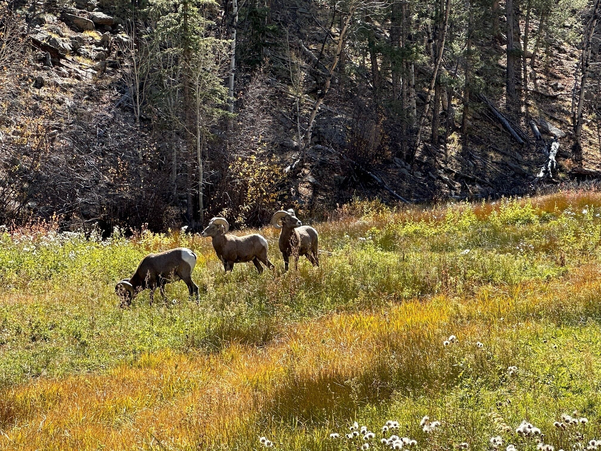 A group of bighorn sheep grazing in a grassy field with trees in the background.