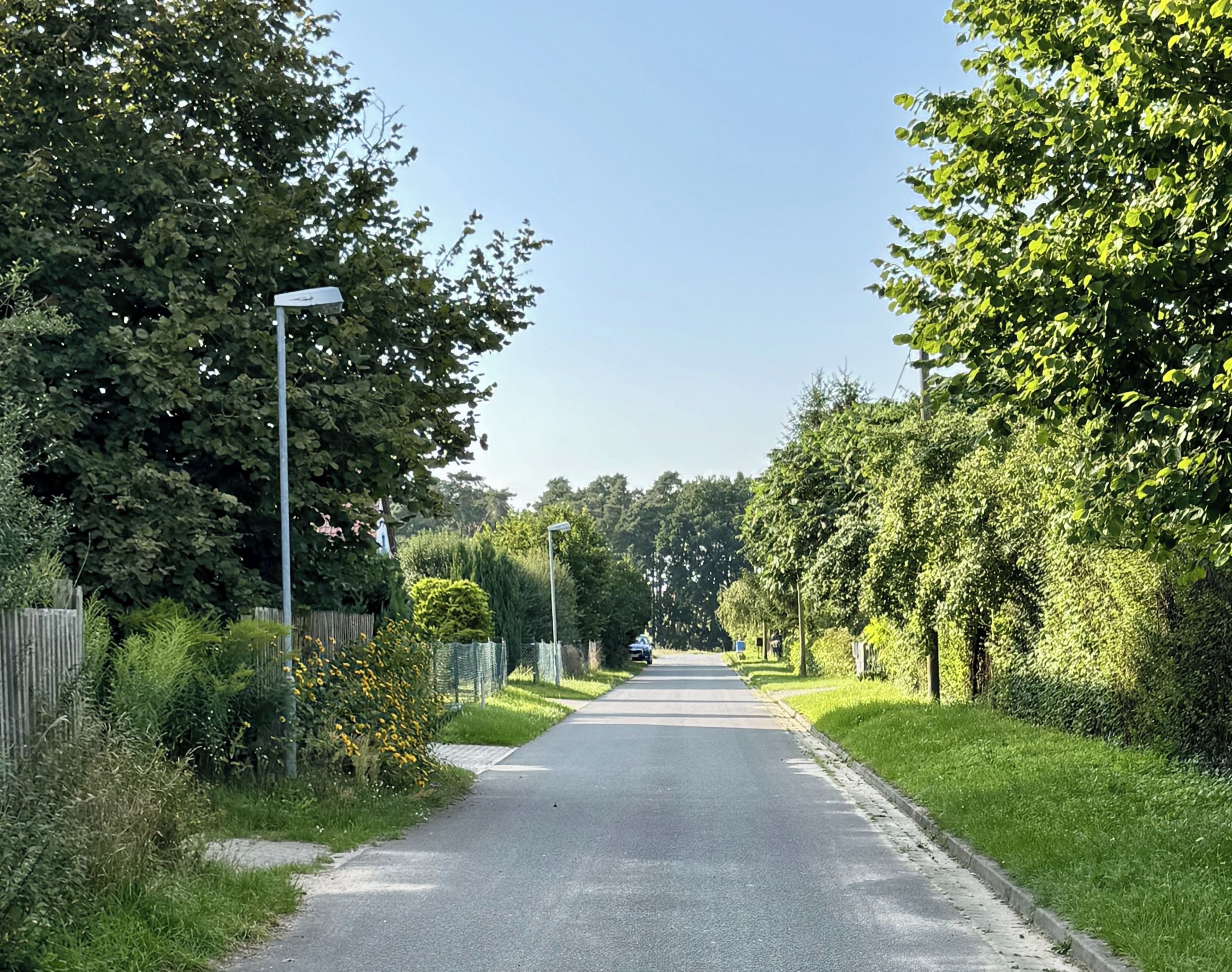 Une rue tranquille, bordée d’arbres, avec un trottoir et des lampadaires.