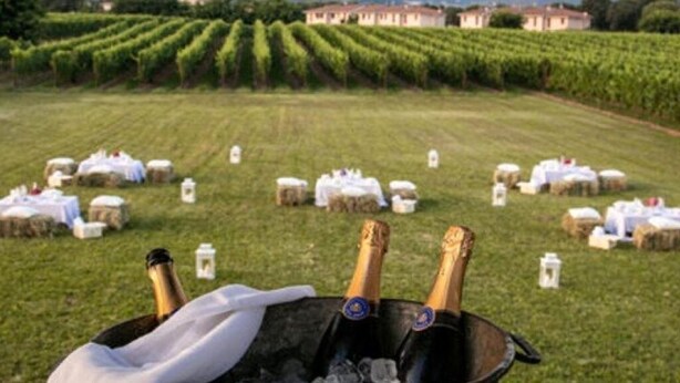 Un vignoble avec des rangées de vignes, un bâtiment en arrière-plan et un seau rempli de bouteilles de champagne.