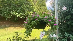 En blomsterkurv hænger med pink blomster foran frodigt grønt og en klar himmel.
