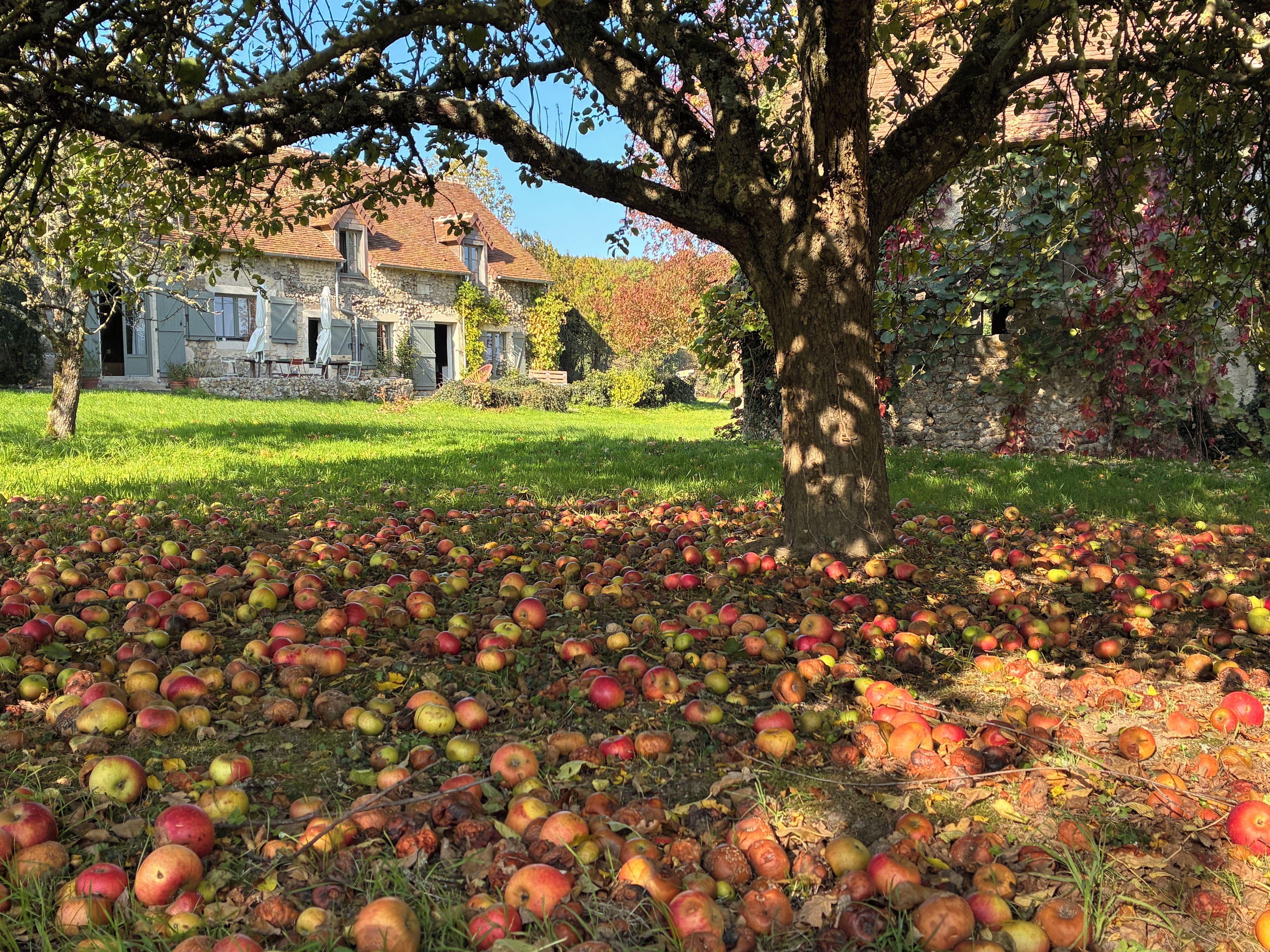 Un arbre avec des pommes tombées par terre, une maison en pierre et une zone herbeuse.