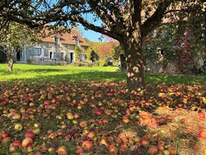 Un árbol con manzanas esparcidas en el suelo, una casa de piedra y una zona cubierta de césped.