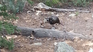 A bird foraging on the ground in a natural setting with rocks and fallen logs.