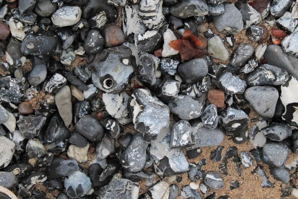 A close-up of a beach with variously sized and shaped pebbles and shells.