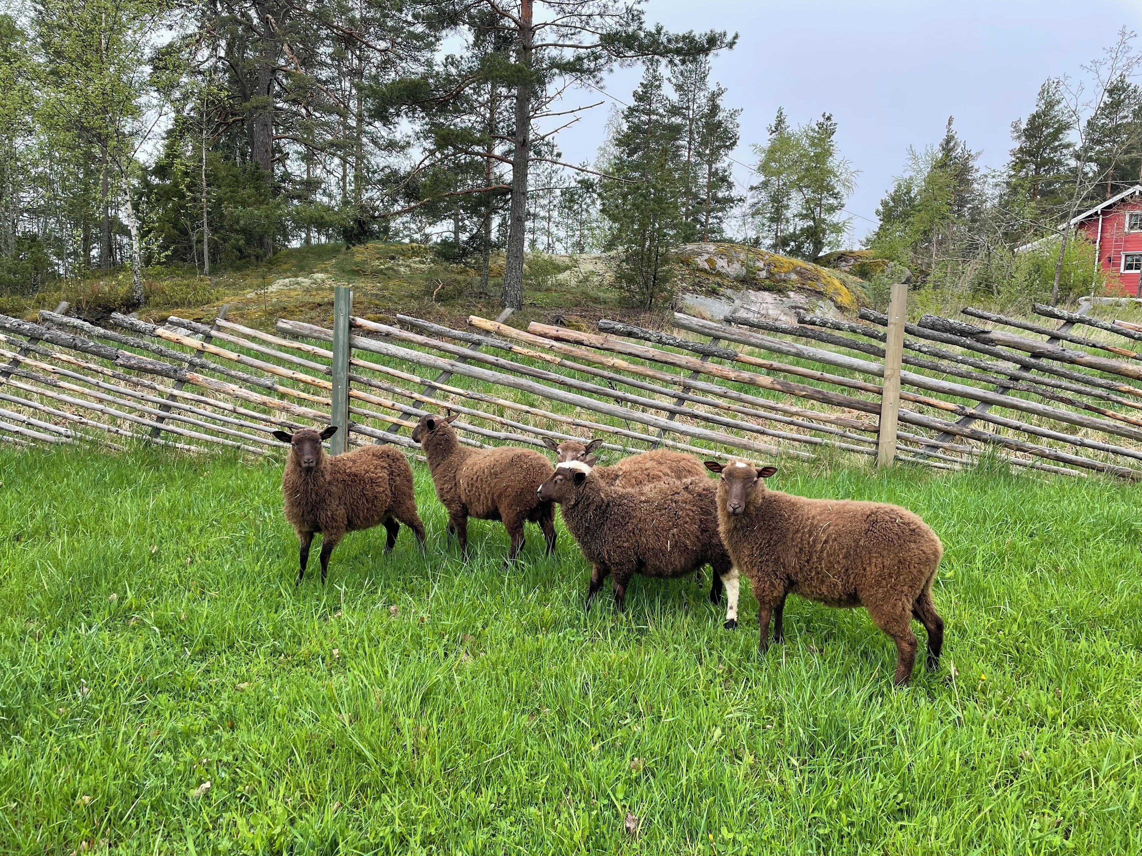 Un troupeau de moutons se trouve dans un champ verdoyant, avec une clôture en bois et des arbres en arrière-plan.