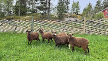 Un troupeau de moutons se trouve dans un champ verdoyant, avec une clôture en bois et des arbres en arrière-plan.