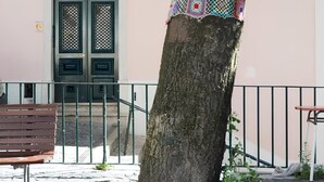 A tree wrapped in colorful crochet, a green door, and a pink building facade.