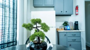 Un bonsai en un vas de color negre sobre una taula en una habitació amb una cuina al fons.