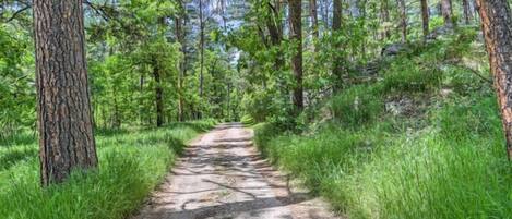 A forest path surrounded by tall trees and green foliage.