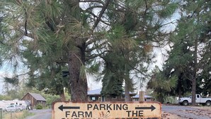 A rustic wooden sign with directional arrows pointing to 'Farm & Guests Cottage'. - The Cottage at Dragonfly Meadows Farm with AC and wifi (Cheney)