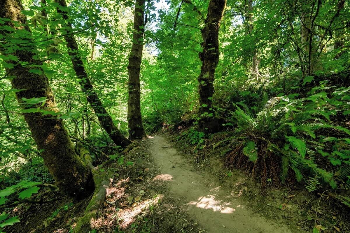 A forest path surrounded by trees and ferns.
