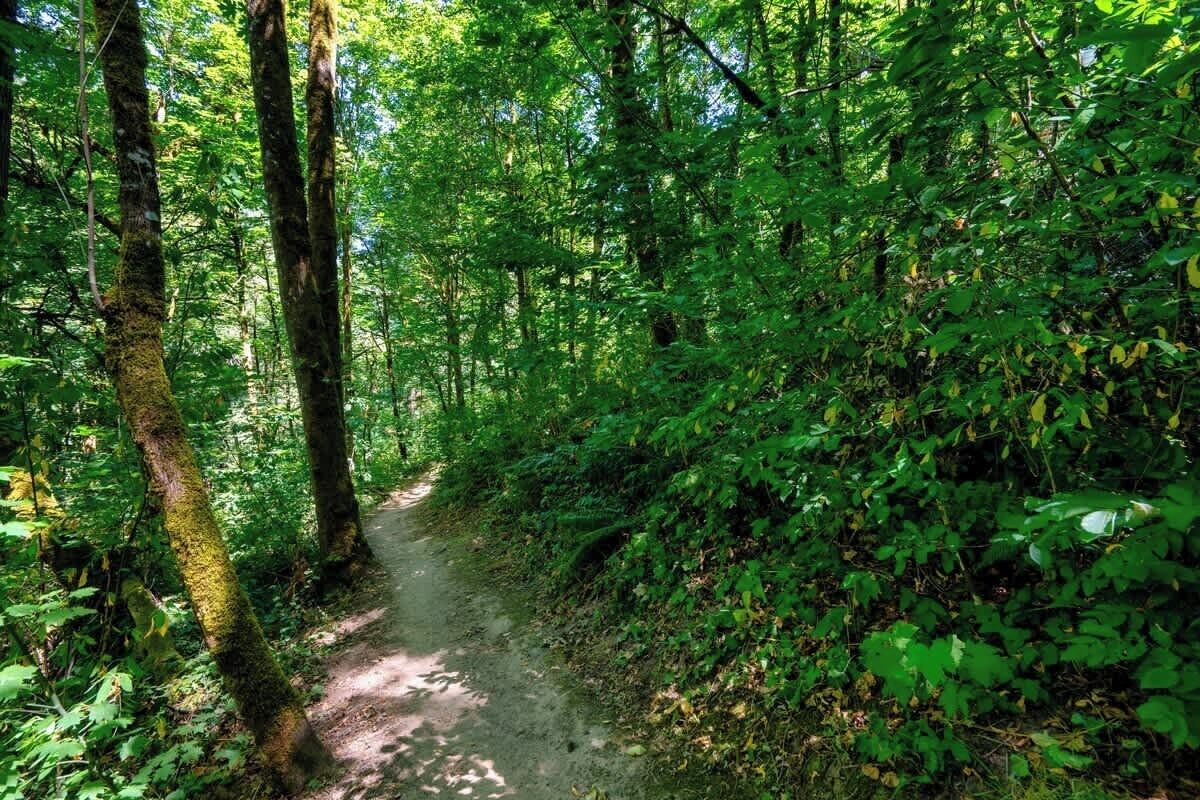 Camino en un bosque rodeado de abundante vegetación verde y árboles altos.
