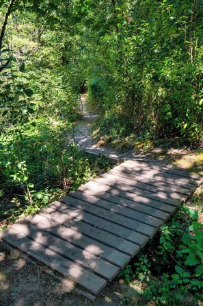 Property grounds - Serene Forest Studio - Walk to Multnomah Village (Portland)