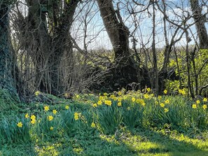 A natural landscape with trees and yellow flowers. - Hafod Fach - UKC6956 (Moylegrove near Ceibwr Bay)