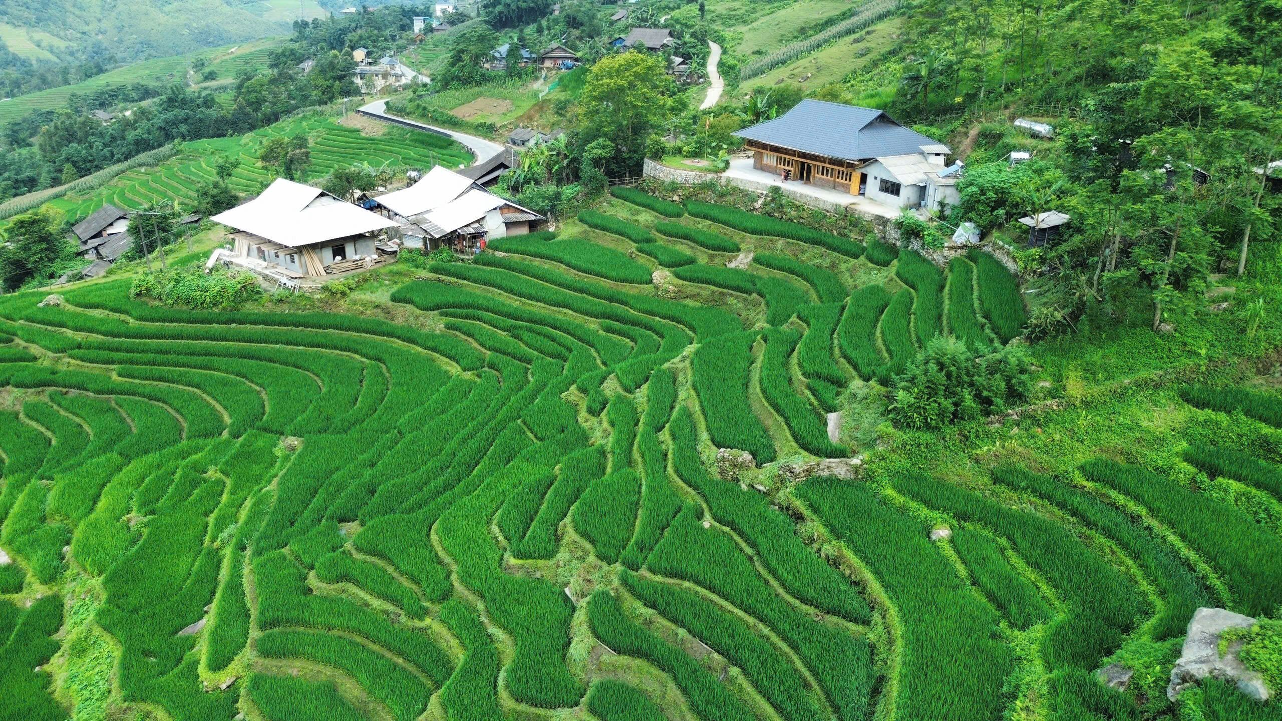 Terraced rice fields with traditional houses.