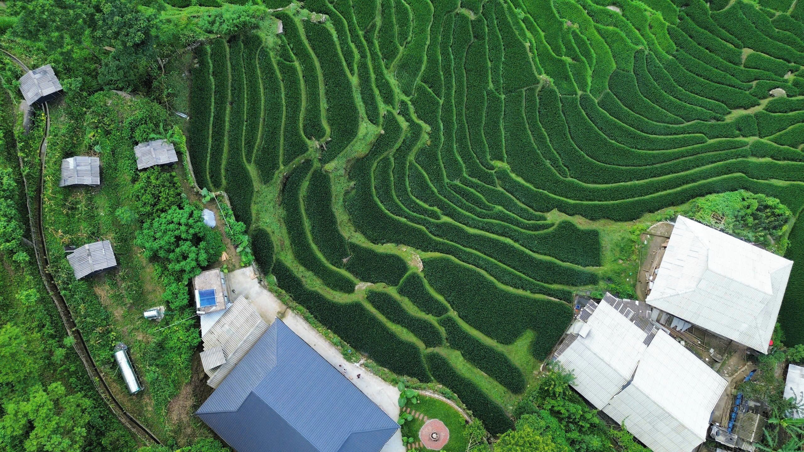 Vista aérea de campos en terrazas con edificios y una pequeña estructura circular.