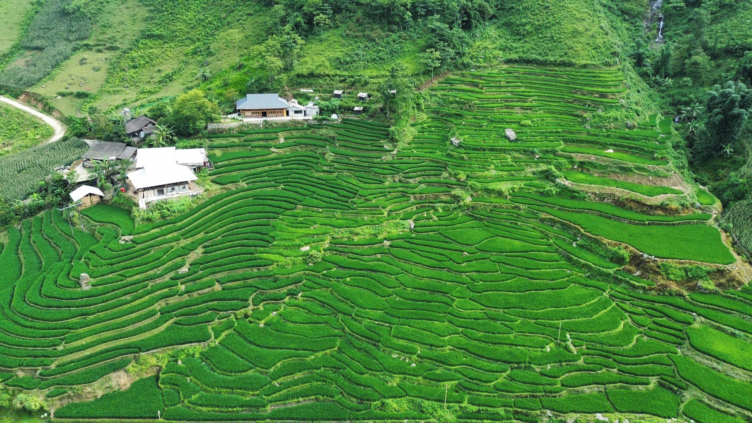 Terraced rice fields with a few buildings and a winding road.
