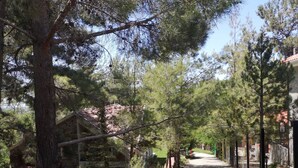 Un sendero estrecho bordeado por altos pinos, que conduce a un edificio con techo rojo.