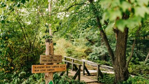 Ein hölzernes Wegweiser mit Angaben zu verschiedenen Campingplätzen und Wanderwegen in einem bewaldeten Gebiet.