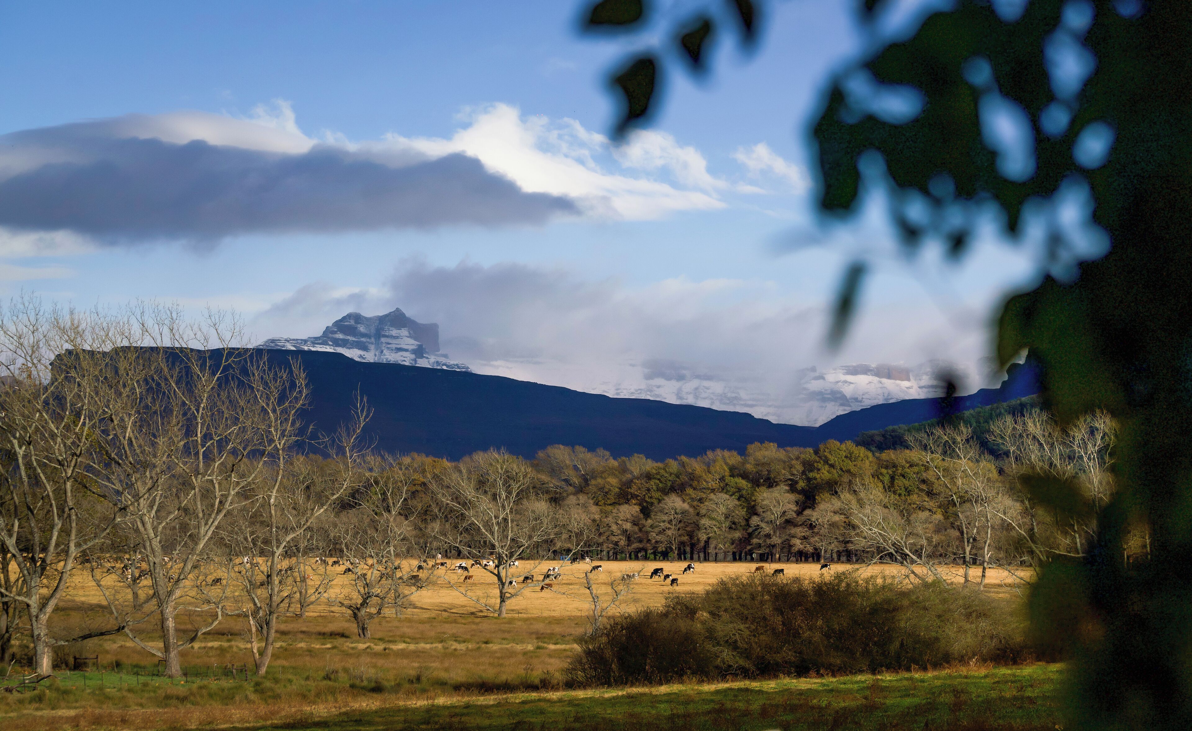 Un paisaje montañoso con un campo de ganado pastando y árboles sin hojas.