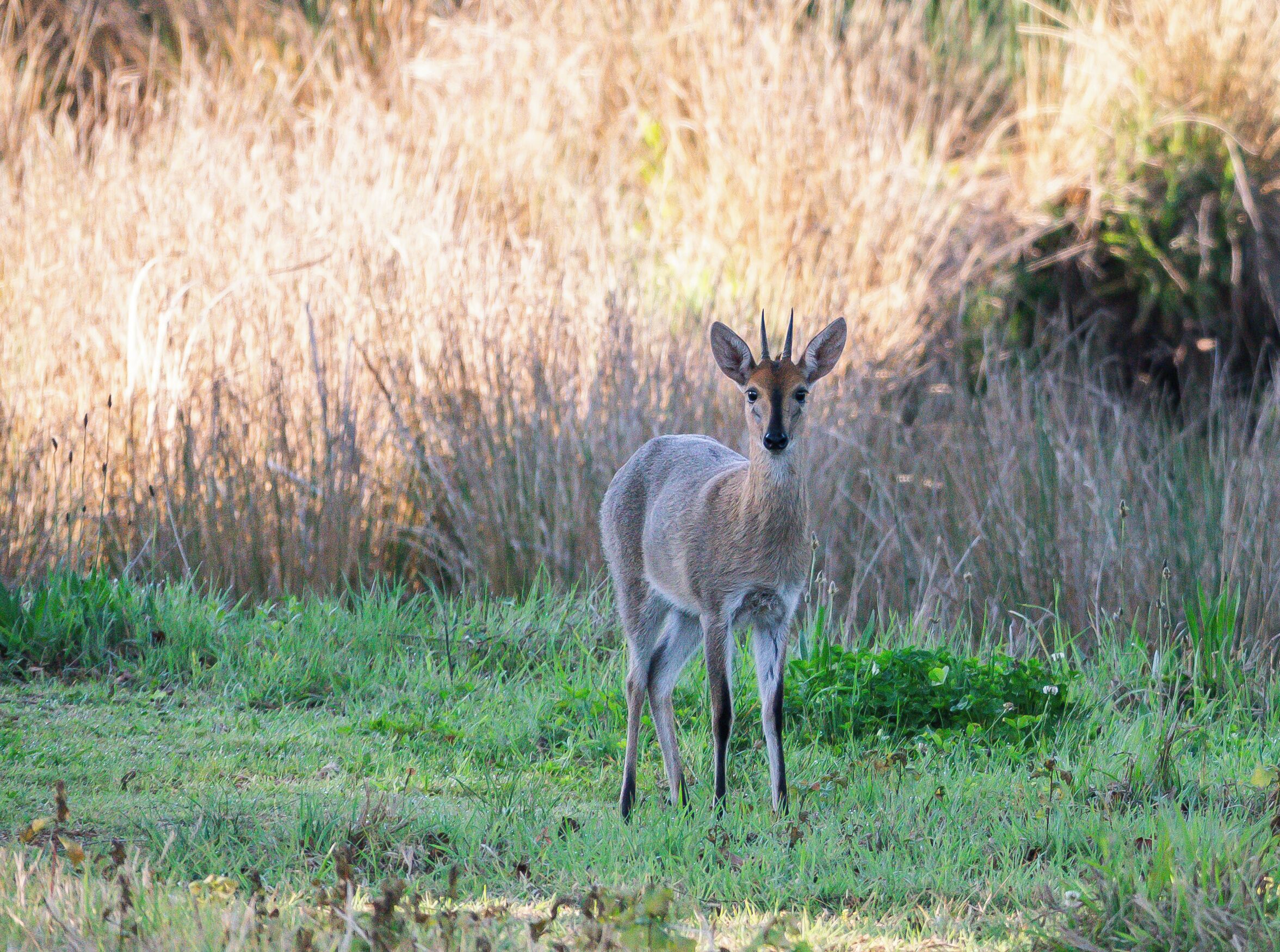 A deer standing in a grassy field with tall grasses in the background.
