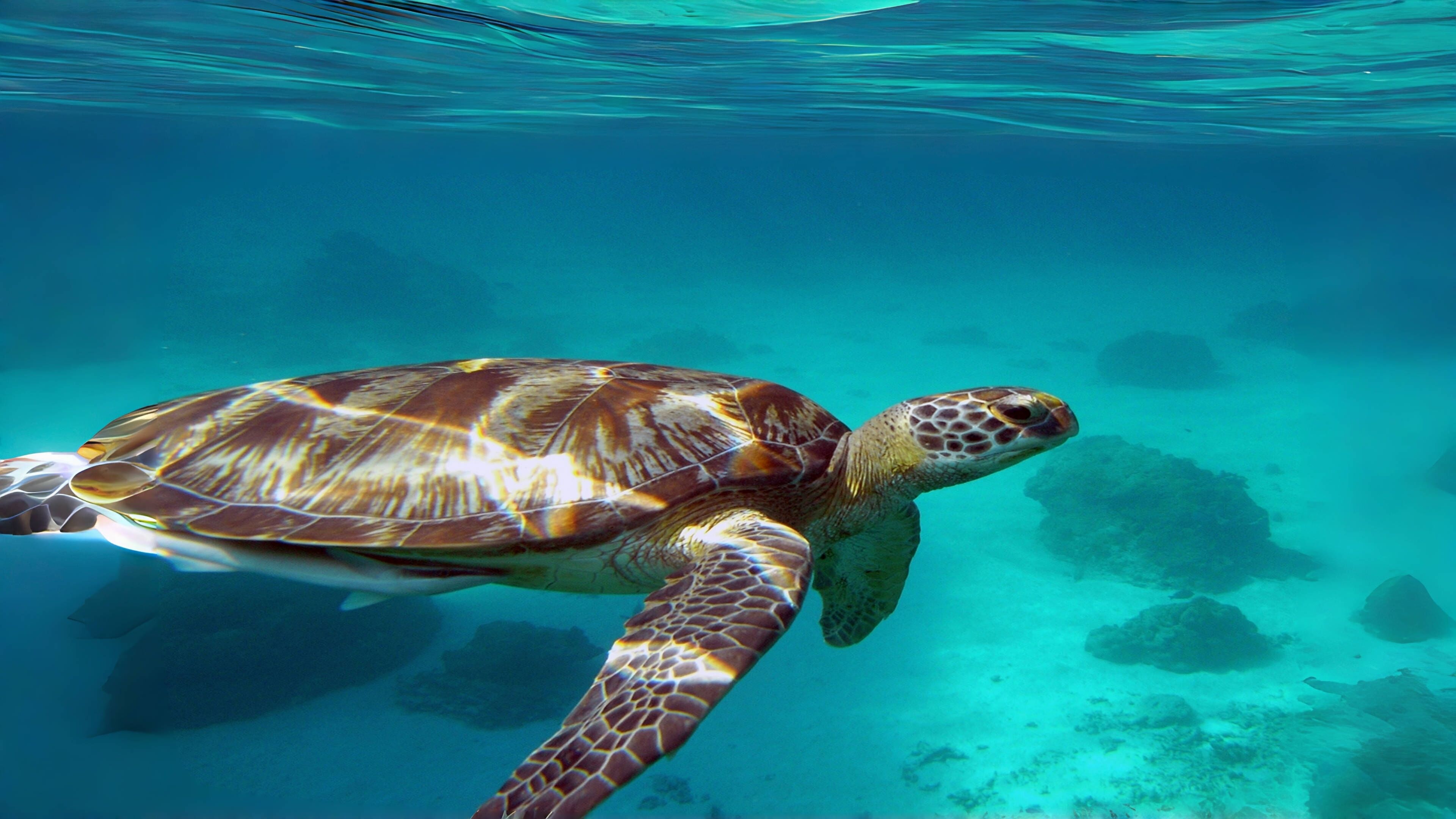 A sea turtle swimming in clear blue water.