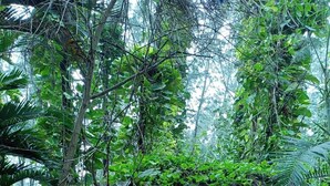Un camino conduce a un edificio identificado como "Aure EcoStay", rodeado de abundante vegetación.