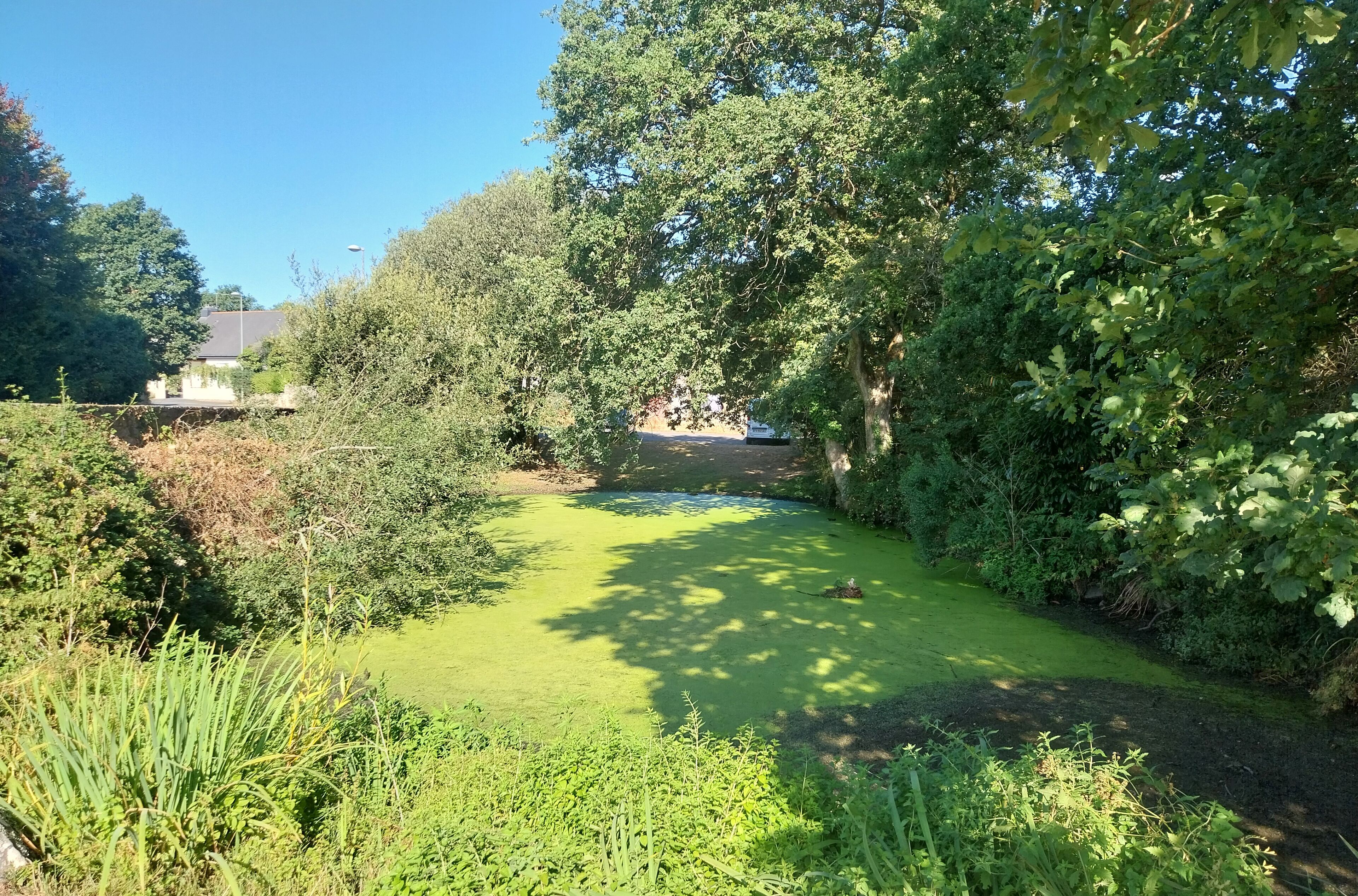A garden with a pond, surrounded by dense foliage and trees.