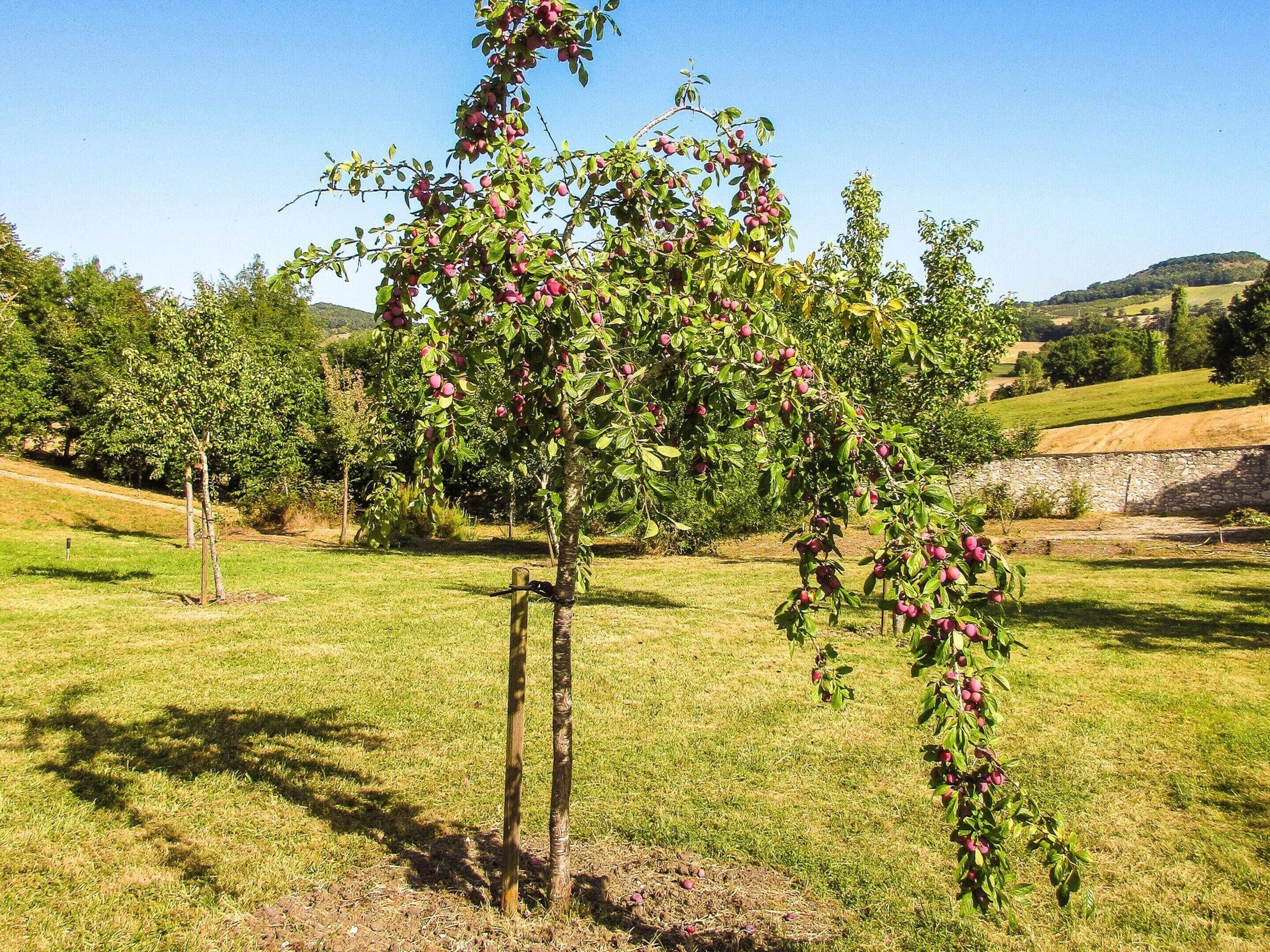 House | View from property