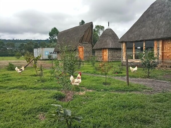 Un paysage rural avec des maisons aux toits de chaume, un champ d’herbe et des poulets.
