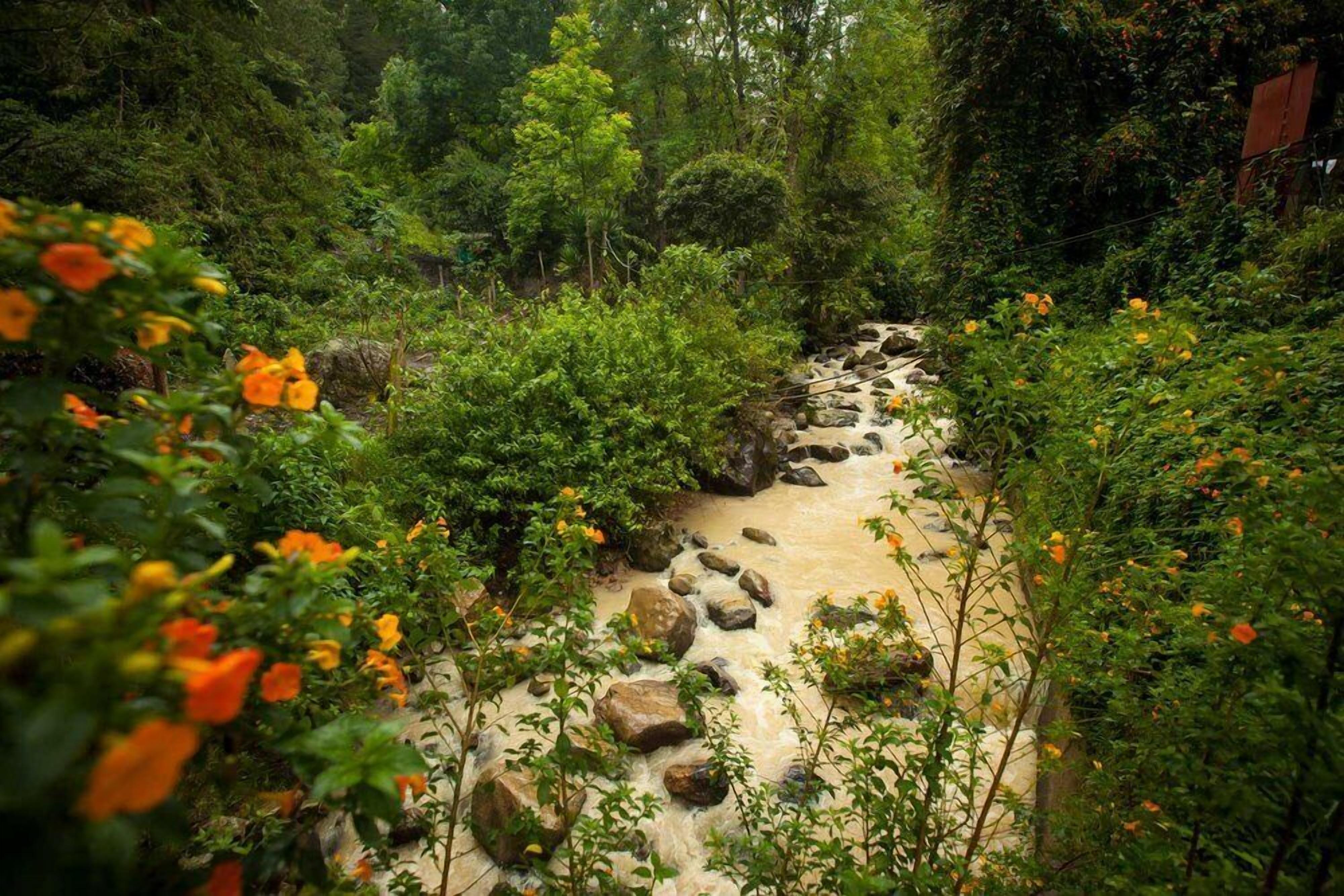 A natural stream surrounded by dense greenery and orange flowers.